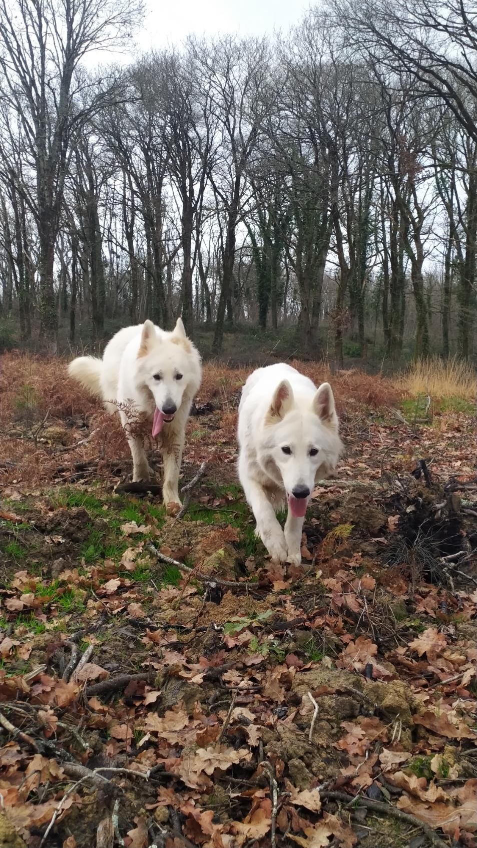 Furetage dans les landes par temps frais.